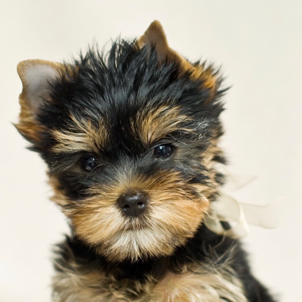 Stud Dogs, Pups and Breeding Directory Dog World Kennel Club