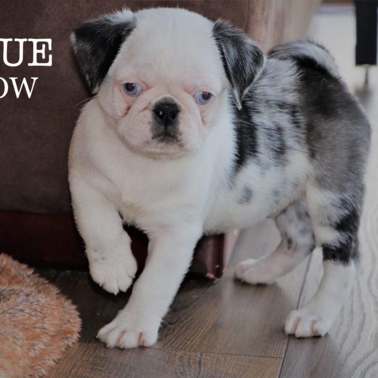 Gallery Dog World Kennel Club