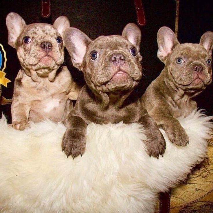 Gallery Dog World Kennel Club