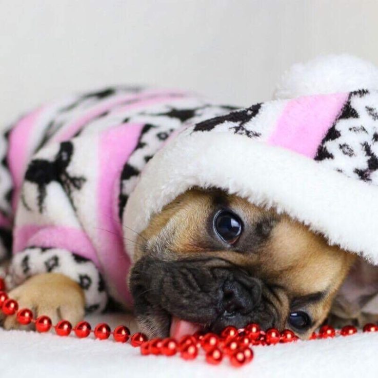 Gallery Dog World Kennel Club