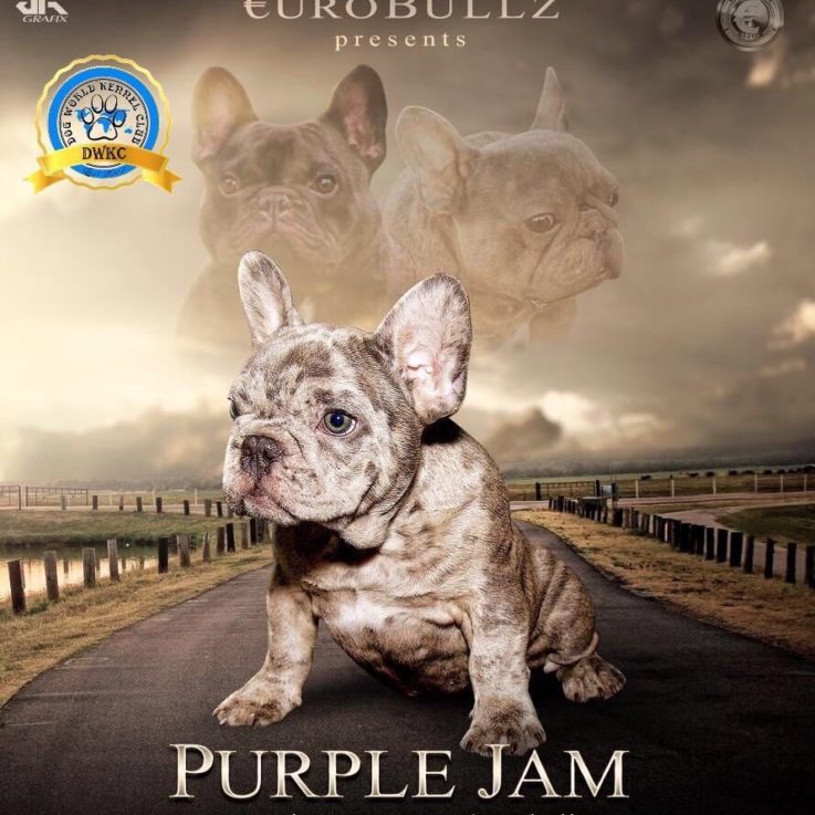 Gallery Dog World Kennel Club