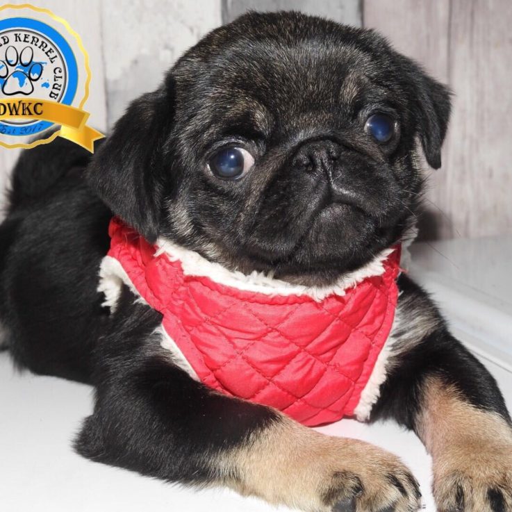 Gallery Dog World Kennel Club