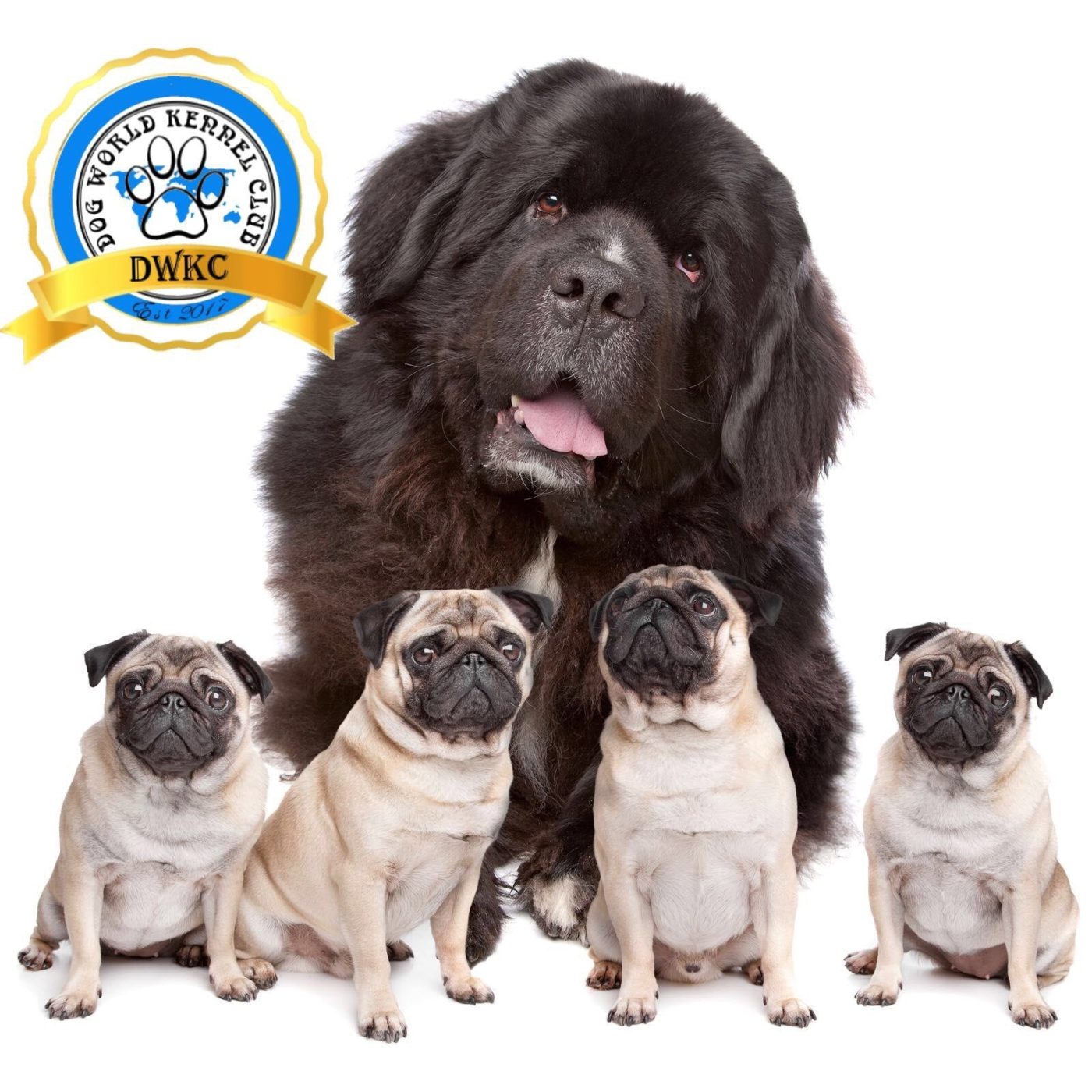 Gallery Dog World Kennel Club