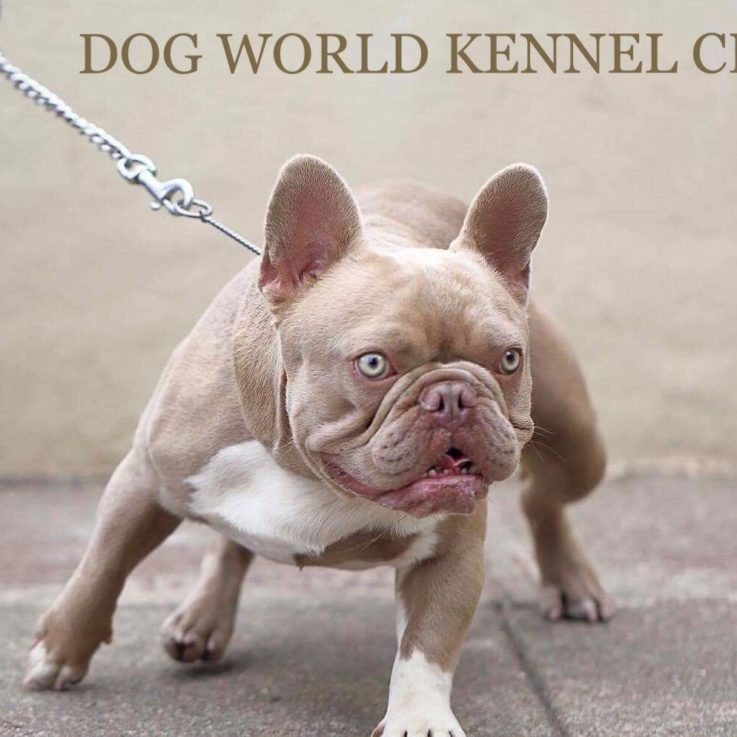 Gallery Dog World Kennel Club
