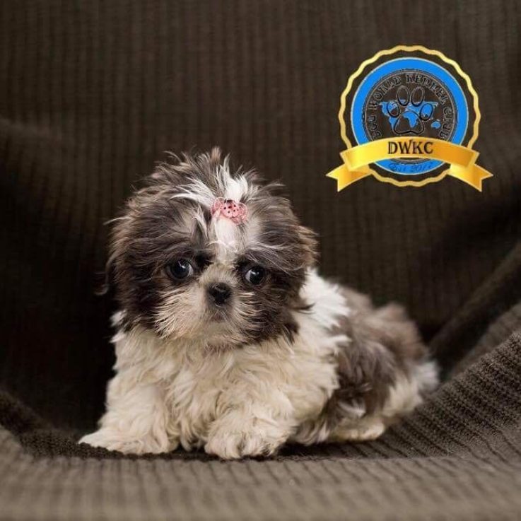 Gallery Dog World Kennel Club