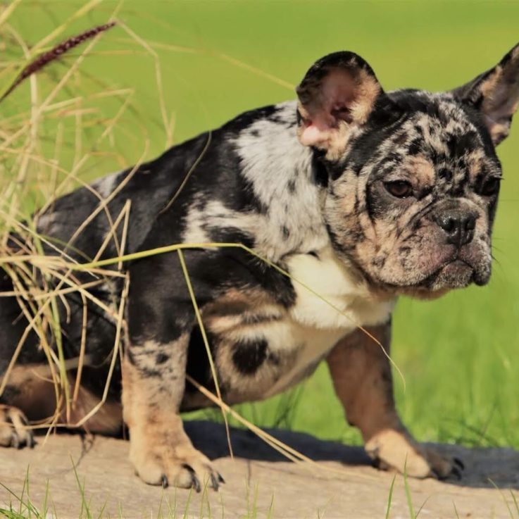 Gallery Dog World Kennel Club