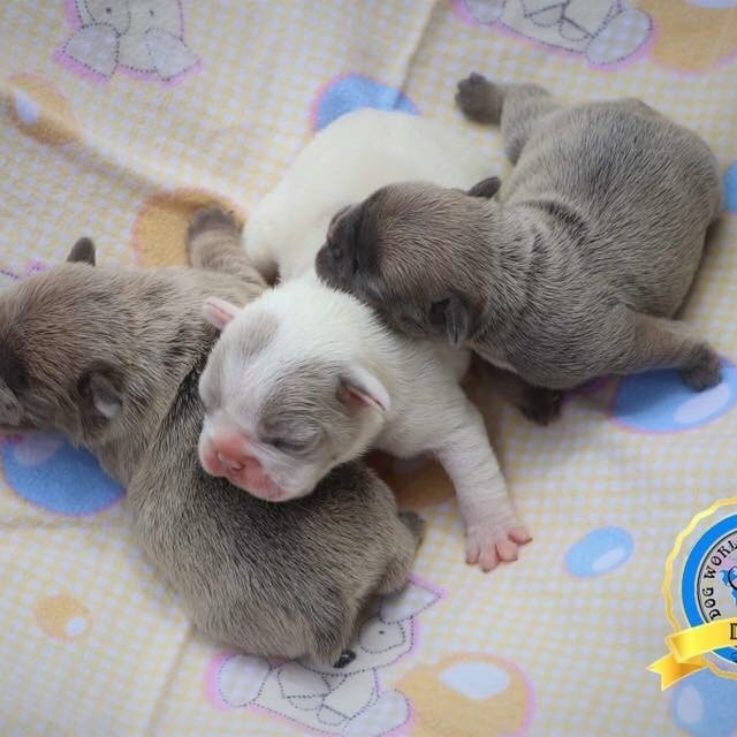 Gallery Dog World Kennel Club