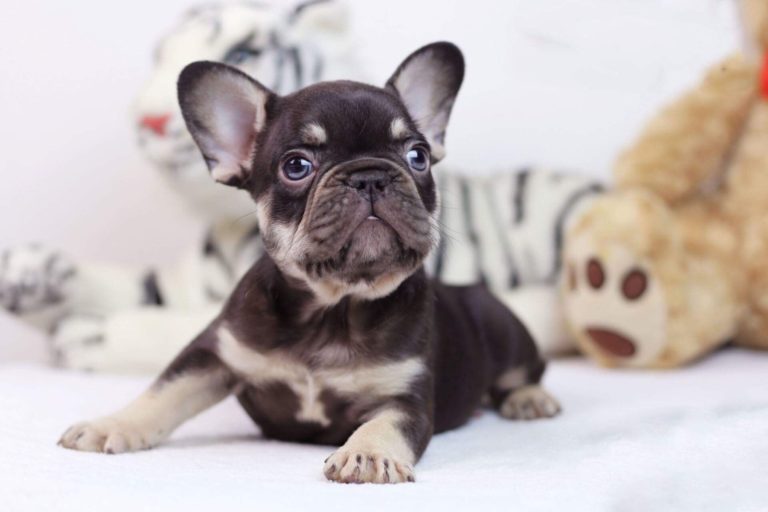 Dog World Kennel Club