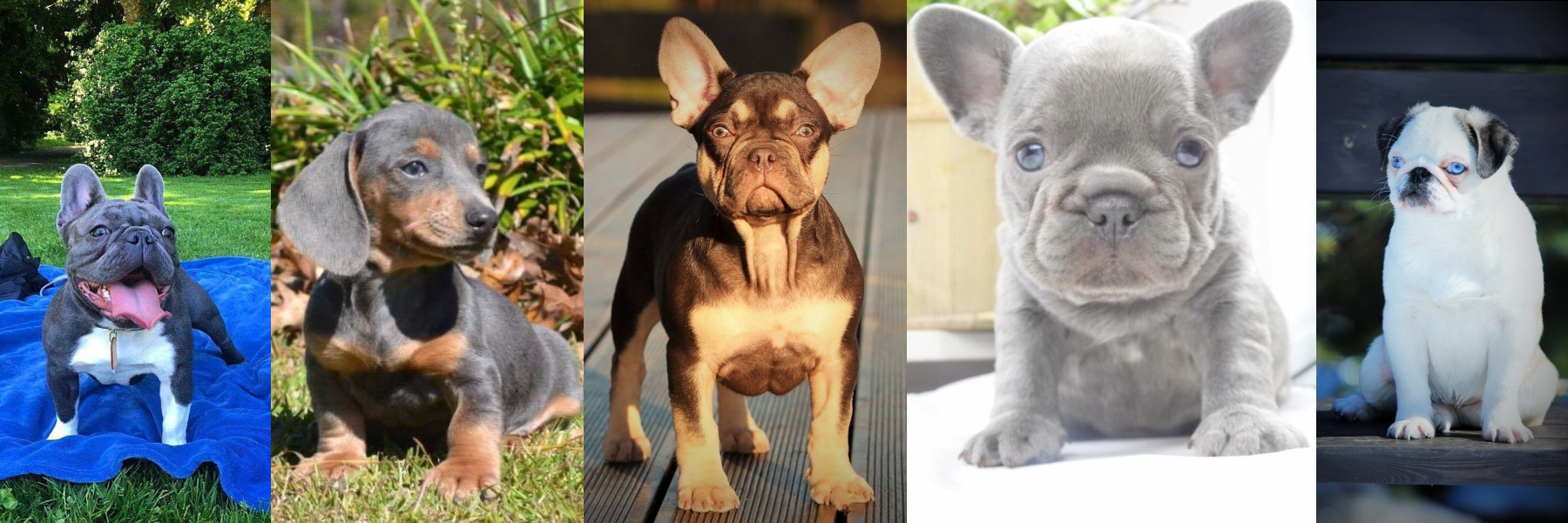 Stud Dogs, Pups and Breeding Directory Dog World Kennel Club