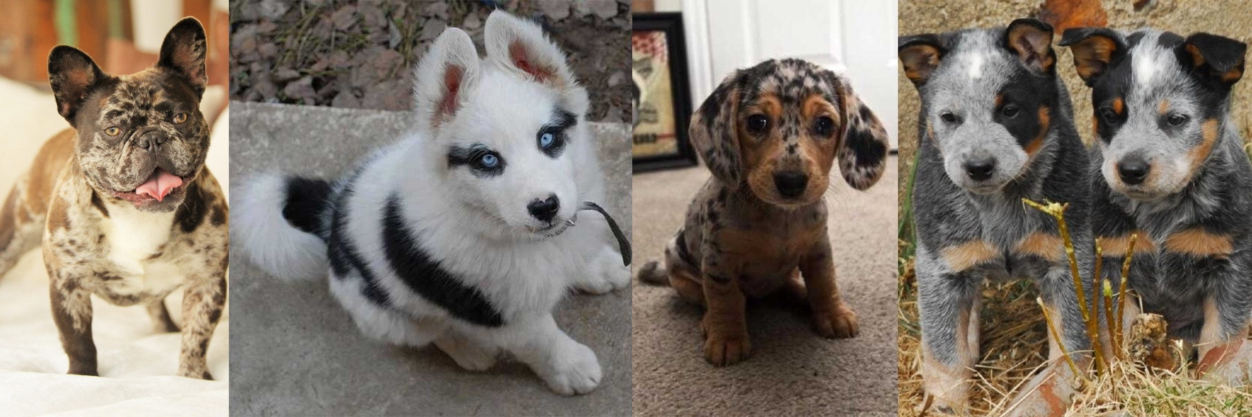 Stud Dogs, Pups and Breeding Directory Dog World Kennel Club