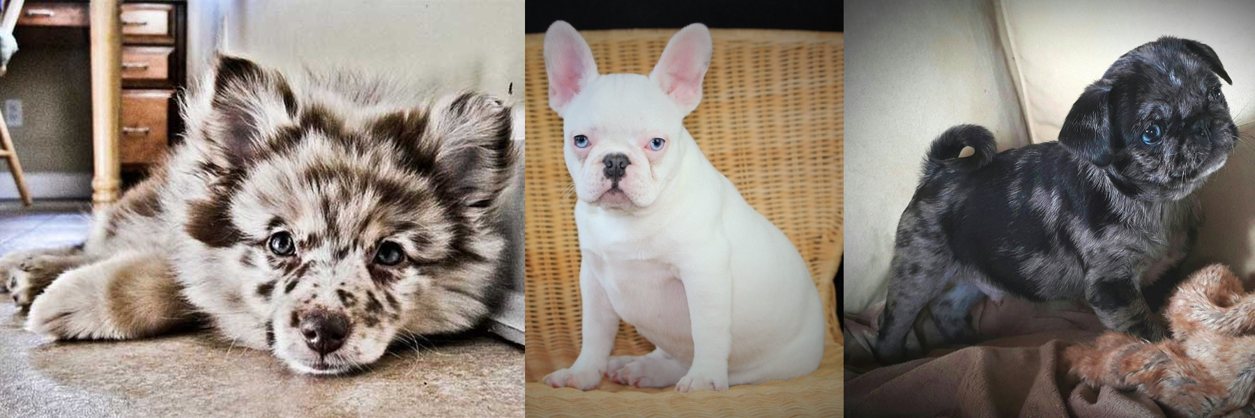 Stud Dogs, Pups and Breeding Directory Dog World Kennel Club